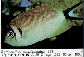 Genicanthus semifasciatus